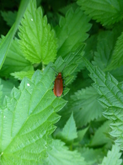 Pyrochroa serraticornis