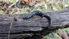 Aneides flavipunctatus