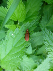 Pyrochroa serraticornis