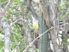 Myiarchus tyrannulus