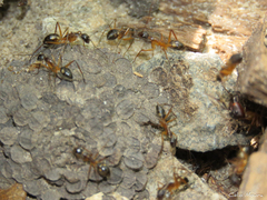 Camponotus