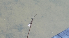 Ictinogomphus pertinax