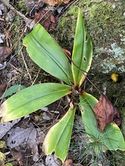 Clintonia