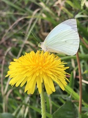 Leptophobia aripa