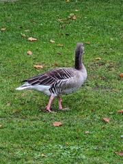 Anser anser