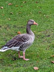 Anser anser