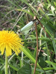 Leptophobia aripa