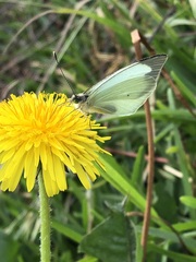 Leptophobia aripa
