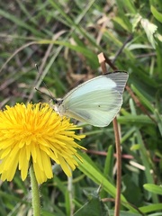 Leptophobia aripa