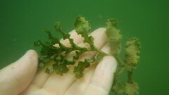 Potamogeton crispus