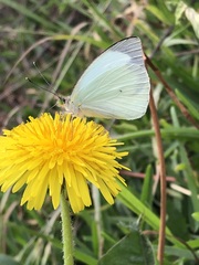 Leptophobia aripa