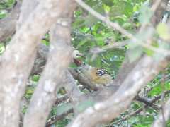 Sakesphorus canadensis