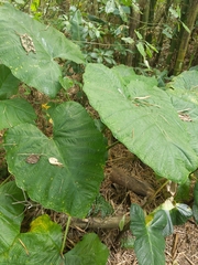 Xanthosoma robustum