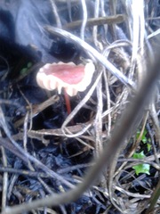 Marasmius plicatulus