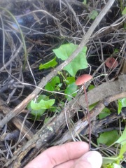 Marasmius plicatulus