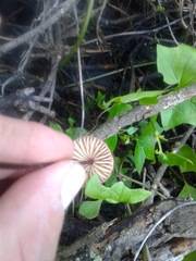 Marasmius plicatulus
