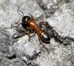 Camponotus essigi