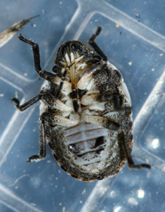 Pachycorinae