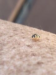 Psyllobora confluens