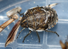 Pachycorinae