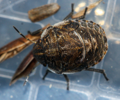 Pachycorinae