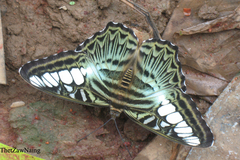 Parthenos sylvia gambrisius
