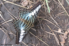 Parthenos sylvia gambrisius