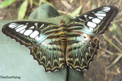 Parthenos sylvia gambrisius