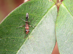Pseudomyrmex