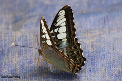 Parthenos sylvia gambrisius