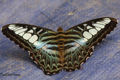 Parthenos sylvia gambrisius