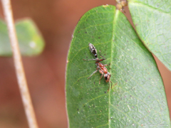 Pseudomyrmex
