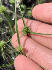 Cyperus granitophilus