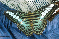 Parthenos sylvia gambrisius