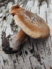 Cortinarius infractus