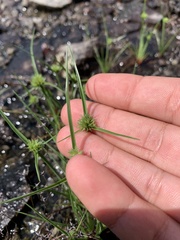 Cyperus granitophilus