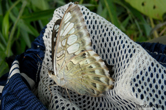 Parthenos sylvia gambrisius