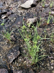 Cyperus granitophilus