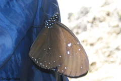 Euploea mulciber mulciber