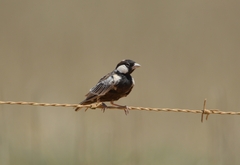 Eremopterix verticalis