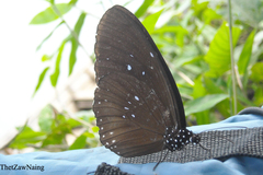 Euploea mulciber mulciber