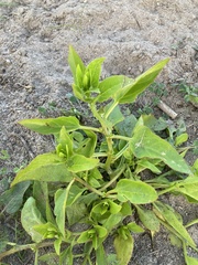 Patellifolia procumbens