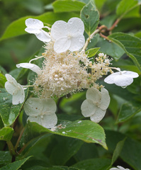Hydrangea petiolaris