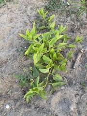Patellifolia procumbens