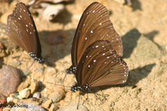 Euploea mulciber mulciber