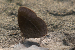 Mycalesis nicotia