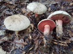 Caloboletus firmus