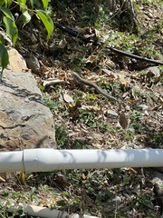 Pholidoscelis exsul