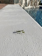 Callimantis antillarum