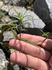 Helianthus porteri